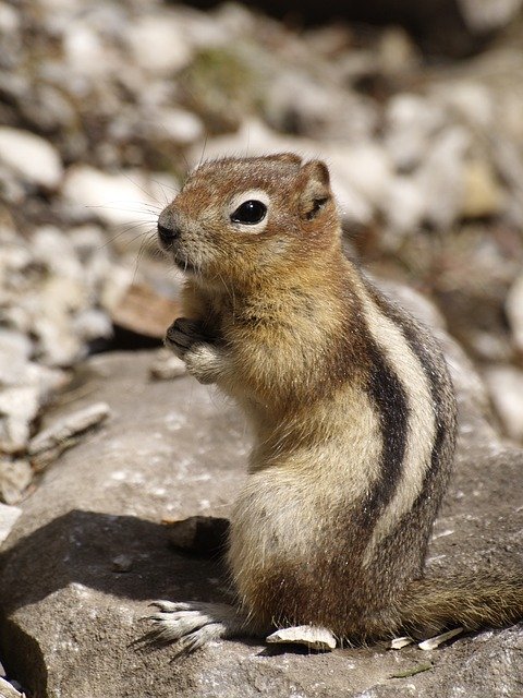 Free download Chipmunk Cute Furry -  free photo or picture to be edited with GIMP online image editor