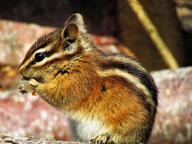 Download gratuito Chipmunk Eating - foto o immagine gratuita da modificare con l'editor di immagini online di GIMP