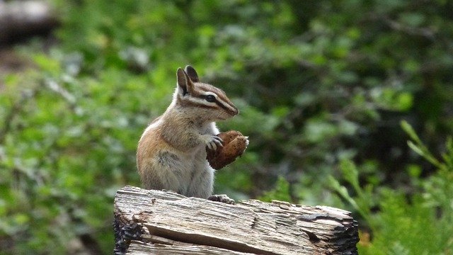 Gratis download Chipmunk Forest Rodent - gratis foto of afbeelding om te bewerken met GIMP online afbeeldingseditor