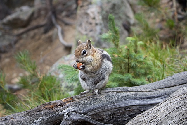 Free download chipmunk nature outdoor adventure free picture to be edited with GIMP free online image editor