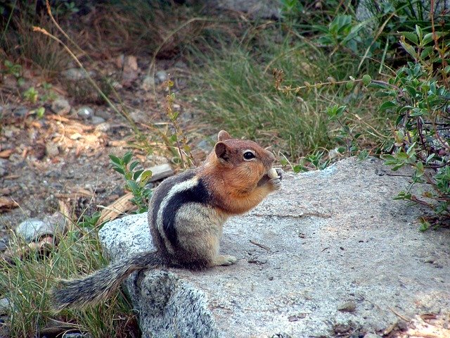 Free download Chipmunk Nibbling -  free photo or picture to be edited with GIMP online image editor