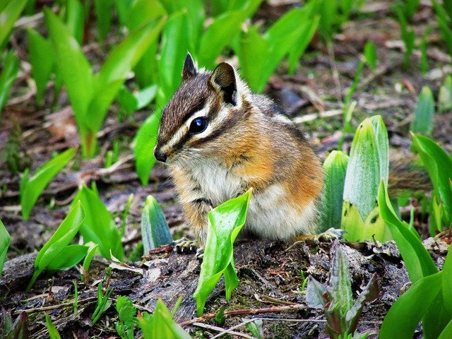Free download Chipmunk Plants Cute -  free photo or picture to be edited with GIMP online image editor