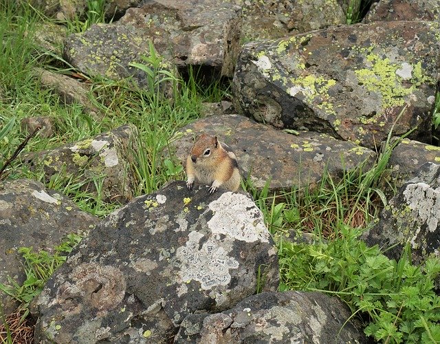 Unduh gratis Chipmunk Rodent Rock Squirrel - foto atau gambar gratis untuk diedit dengan editor gambar online GIMP