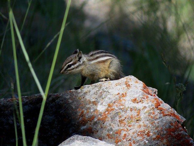 Téléchargement gratuit Chipmunk Rodent Stripes - photo ou image gratuite à éditer avec l'éditeur d'images en ligne GIMP