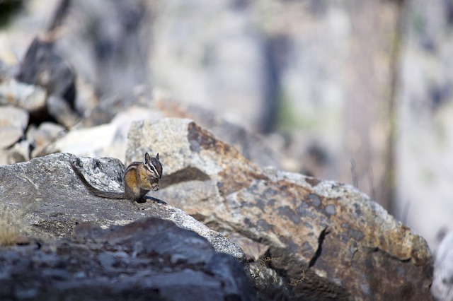 Free download chipmunk squirrel mammal rodent free picture to be edited with GIMP free online image editor