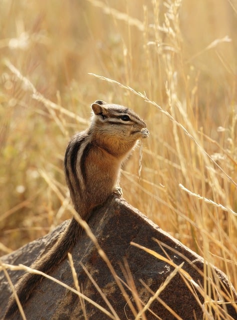 Téléchargement gratuit d'une jolie image gratuite de rongeur écureuil tamia à modifier avec l'éditeur d'images en ligne gratuit GIMP
