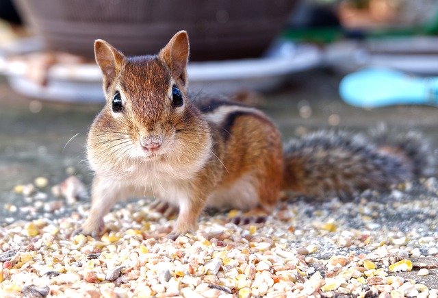 Téléchargement gratuit de l'écureuil rayé Chipmunk - photo ou image gratuite à éditer avec l'éditeur d'images en ligne GIMP