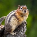 Chipmunk Theme – The Lively Explorer of the Forest  screen for extension Chrome web store in OffiDocs Chromium