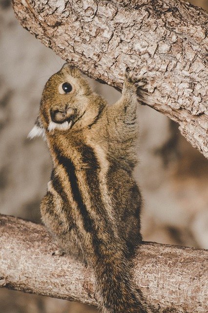 Free download Chipmunk Zoo Creature -  free photo or picture to be edited with GIMP online image editor