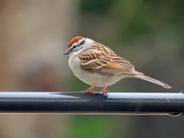 Free download Chipping Sparrow Nature Bird -  free photo or picture to be edited with GIMP online image editor