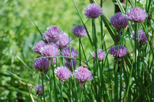 Free download Chive Bloom Aromatic Plant -  free photo or picture to be edited with GIMP online image editor
