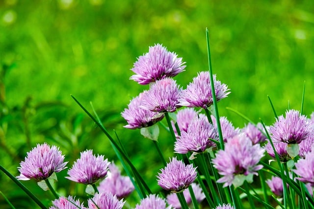 Free download chive flowers bloom spring garden free picture to be edited with GIMP free online image editor