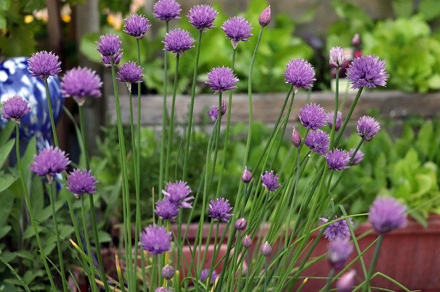 Free picture Chives Blossom Bloom -  to be edited by GIMP free image editor by OffiDocs