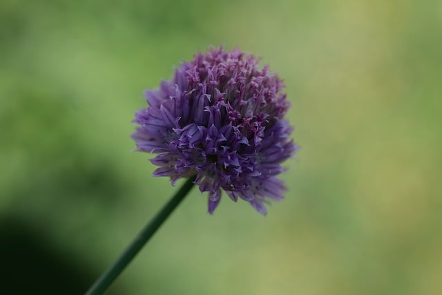 Free download chives blossom bloom garden herbs free picture to be edited with GIMP free online image editor