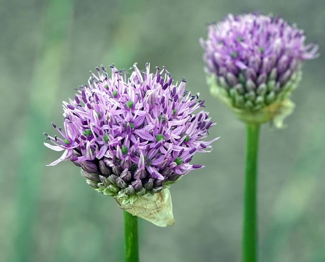 Free download chives herbs blossom bloom nature free picture to be edited with GIMP free online image editor