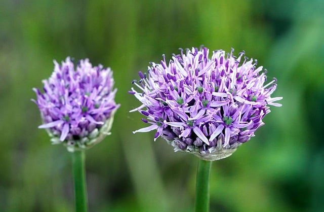 Free download chives herbs food healthy blossom free picture to be edited with GIMP free online image editor