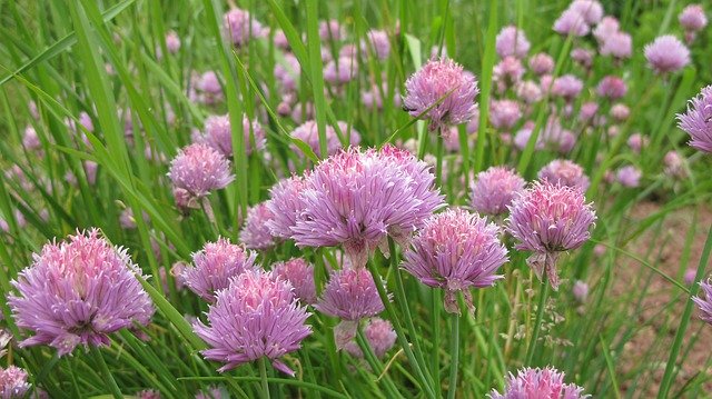 Free download Chives Herbs Meadow -  free photo or picture to be edited with GIMP online image editor