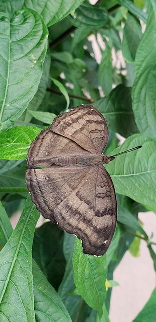 Muat turun percuma Chocolate Butterfly - foto atau gambar percuma untuk diedit dengan editor imej dalam talian GIMP