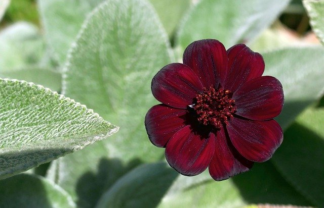 Free download Chocolate Flower Stachys Garden -  free photo or picture to be edited with GIMP online image editor