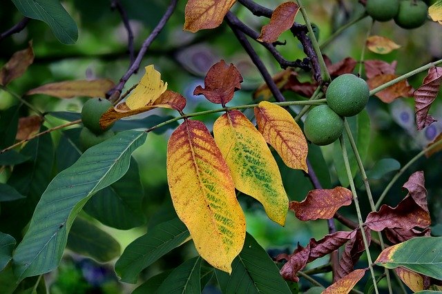 Скачать бесплатно Choice Of Nut Leaves Fruits - бесплатное фото или изображение для редактирования с помощью онлайн-редактора изображений GIMP