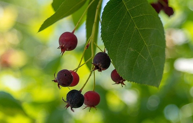 Free download Chokeberry Aronia Immature -  free photo or picture to be edited with GIMP online image editor