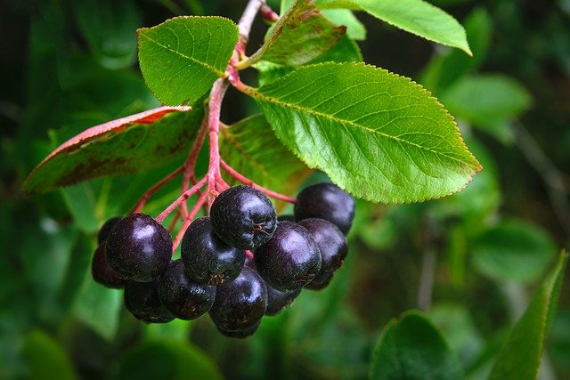 Free download chokeberry fruit chokeberry bush free picture to be edited with GIMP free online image editor