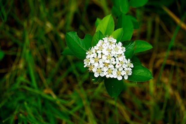 Free download chokeberry garden rowan nature free picture to be edited with GIMP free online image editor