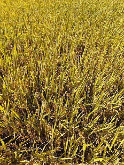 Free download ch rice rural autumn nature free picture to be edited with GIMP free online image editor