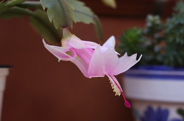 Template Photo Christmas Cactus Flowers -  for OffiDocs