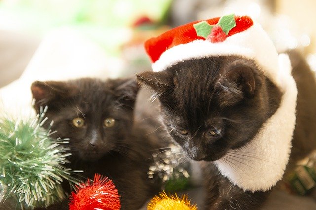 Descărcare gratuită Christmas Cats Kittens - fotografie sau imagini gratuite pentru a fi editate cu editorul de imagini online GIMP