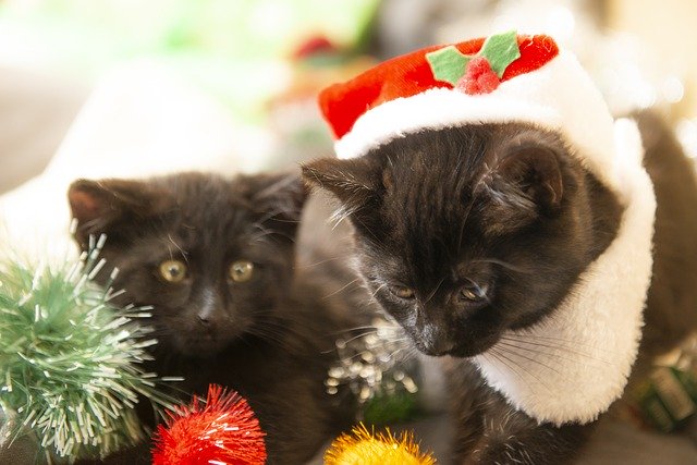 ดาวน์โหลดฟรี Christmas Cats Kittens - ภาพถ่ายหรือรูปภาพที่จะแก้ไขด้วยโปรแกรมแก้ไขรูปภาพออนไลน์ GIMP