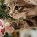 Christmas cute cat theme  screen for extension Chrome web store in OffiDocs Chromium