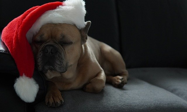 Free download christmas french bulldog free picture to be edited with GIMP free online image editor