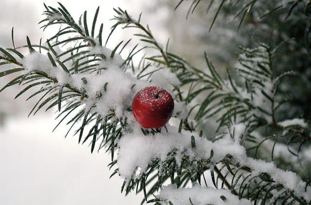 Free download christmas motif winter christmas free picture to be edited with GIMP free online image editor