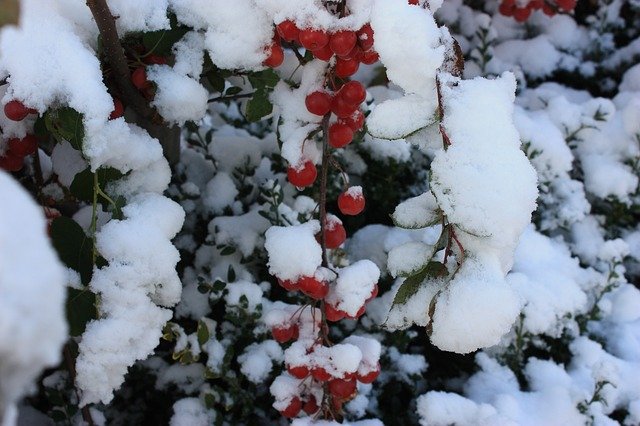 تنزيل مجاني Christmas Red Berry - صورة مجانية أو صورة لتحريرها باستخدام محرر الصور عبر الإنترنت GIMP