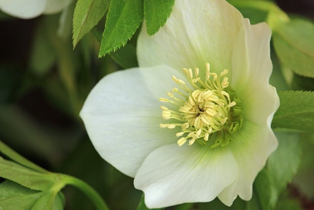 Free download christmas rose anemone blanda free picture to be edited with GIMP free online image editor