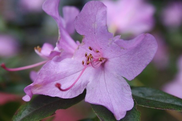 Free download Christmas Rose Close Up Macro -  free photo or picture to be edited with GIMP online image editor