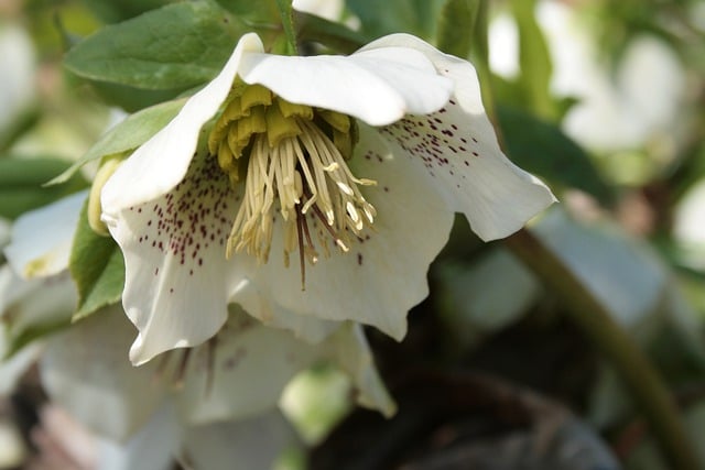 Free graphic christmas rose crops blossom bloom to be edited by GIMP free image editor by OffiDocs