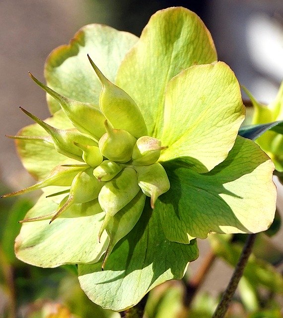 Free download Christmas Rose Faded Flower -  free photo or picture to be edited with GIMP online image editor