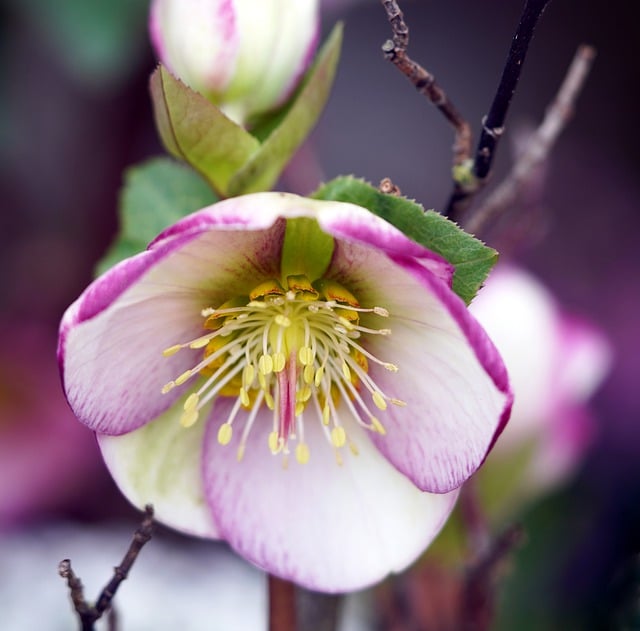 Free download christmas rose hellebore free picture to be edited with GIMP free online image editor