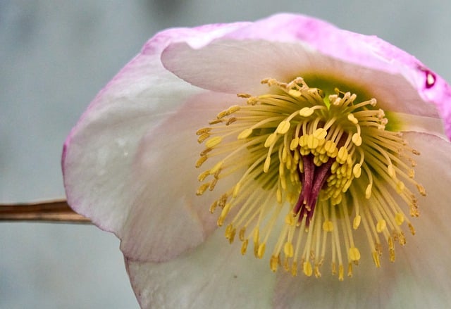 Free download christmas rose helleborus niger free picture to be edited with GIMP free online image editor