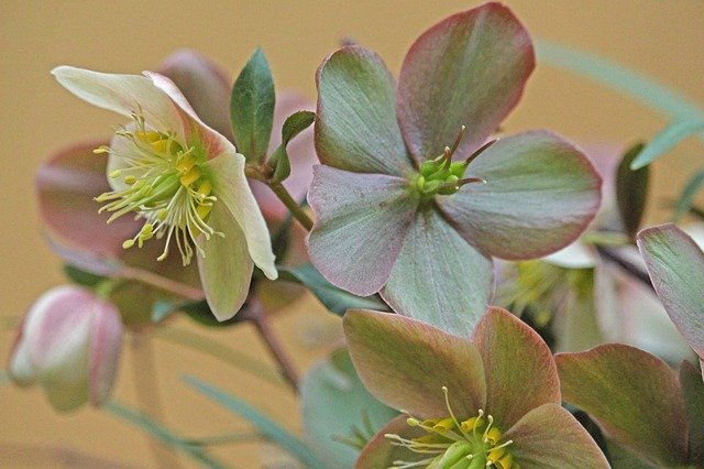 Téléchargement gratuit de Christmas Rose Winterblueher - photo ou image gratuite à modifier avec l'éditeur d'images en ligne GIMP