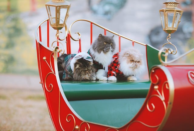 Descărcare gratuită imaginea gratuită a pisicii de vacanță cu sania de Crăciun pentru a fi editată cu editorul de imagini online gratuit GIMP