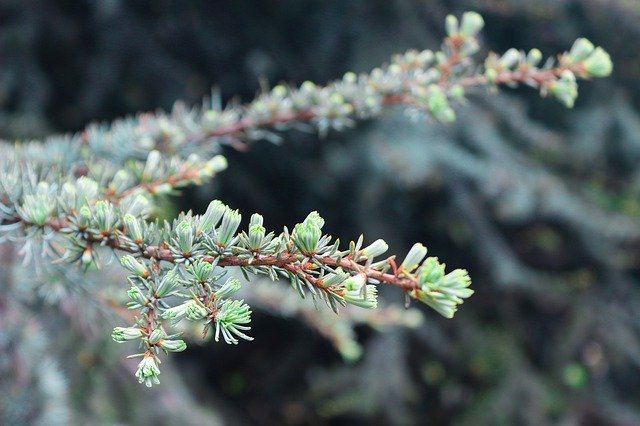 Muat turun percuma Christmas Tree Branches Larch - foto atau gambar percuma untuk diedit dengan editor imej dalam talian GIMP