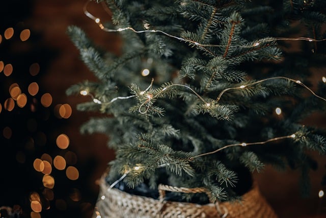 دانلود رایگان تصویر رایگان صنوبر زمستانی کریسمس برای ویرایش با ویرایشگر تصویر آنلاین رایگان GIMP