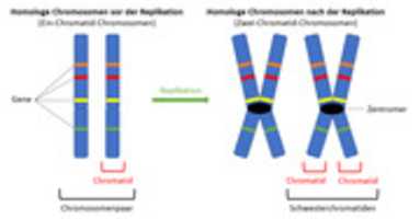 Free download Chromosomenaufbau free photo or picture to be edited with GIMP online image editor