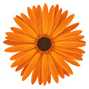 chrysanthemum  screen for extension Chrome web store in OffiDocs Chromium