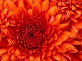 Free download Chrysanthemum ( 1) free photo or picture to be edited with GIMP online image editor