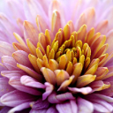 CHRYSANTHEMUM 2 Theme  screen for extension Chrome web store in OffiDocs Chromium