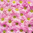 Chrysanthemum arrangement  screen for extension Chrome web store in OffiDocs Chromium